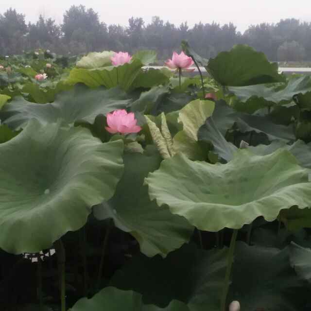 幸福家宴