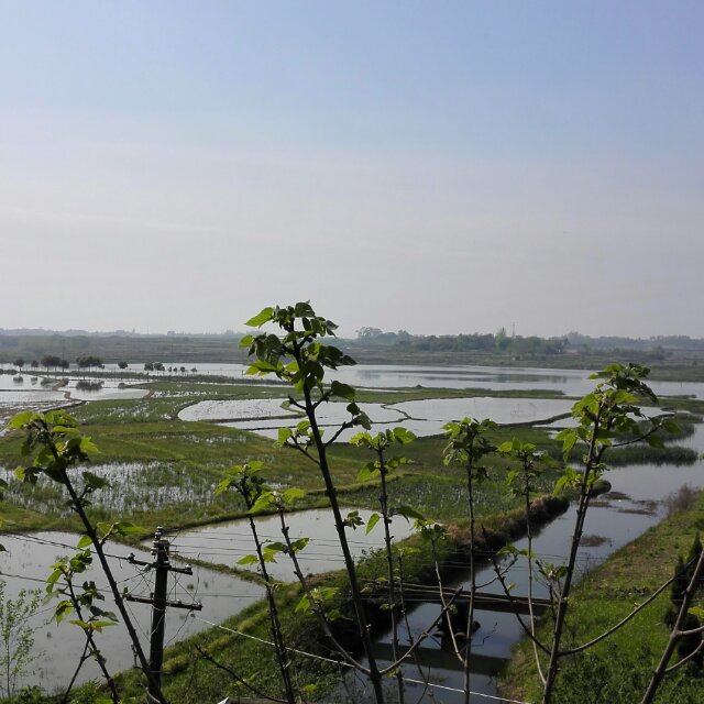吴哲学