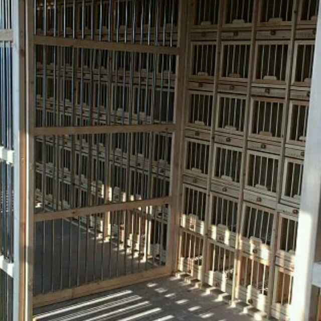 邯郸金戈鸽具