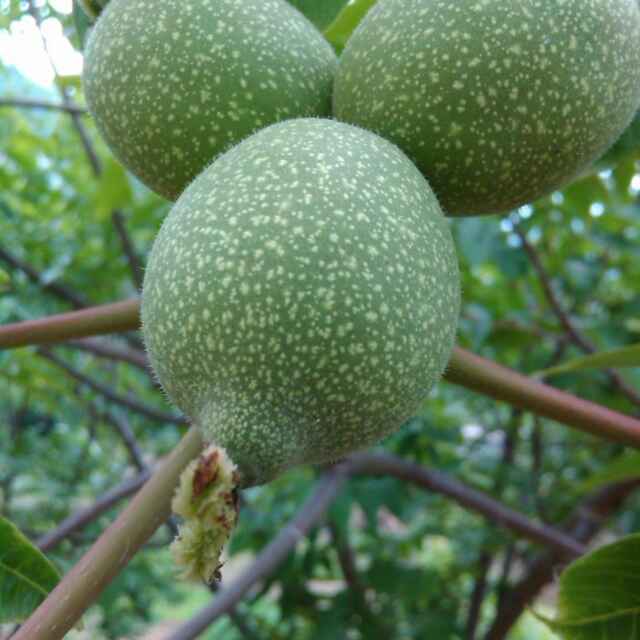 怒江本草