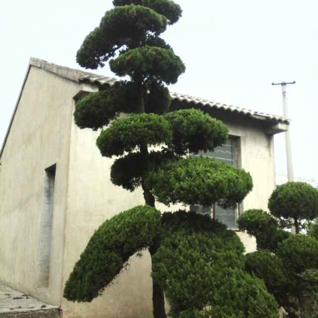 马达