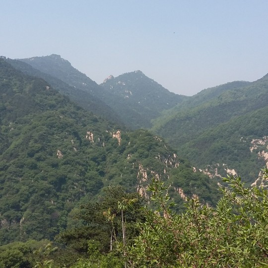 泰山一棵松