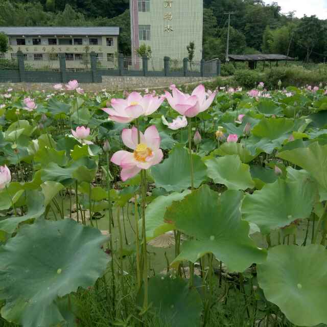 大山人