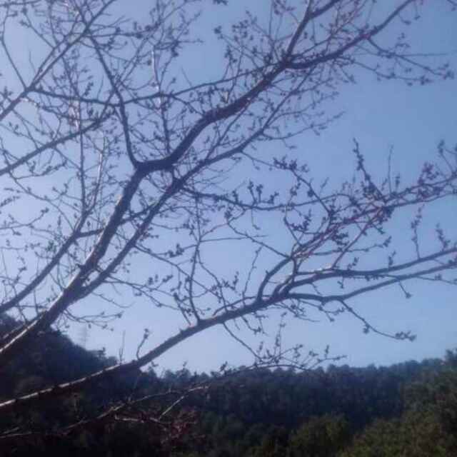 高山一棵松柏