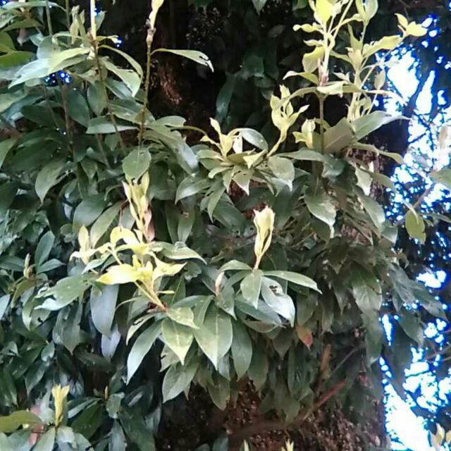 戴艳