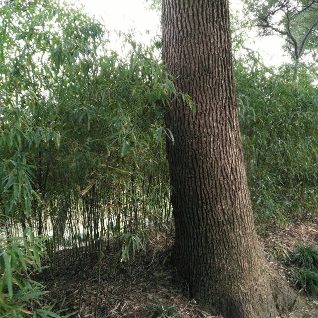 橡木地板批发 加工销售各种面皮