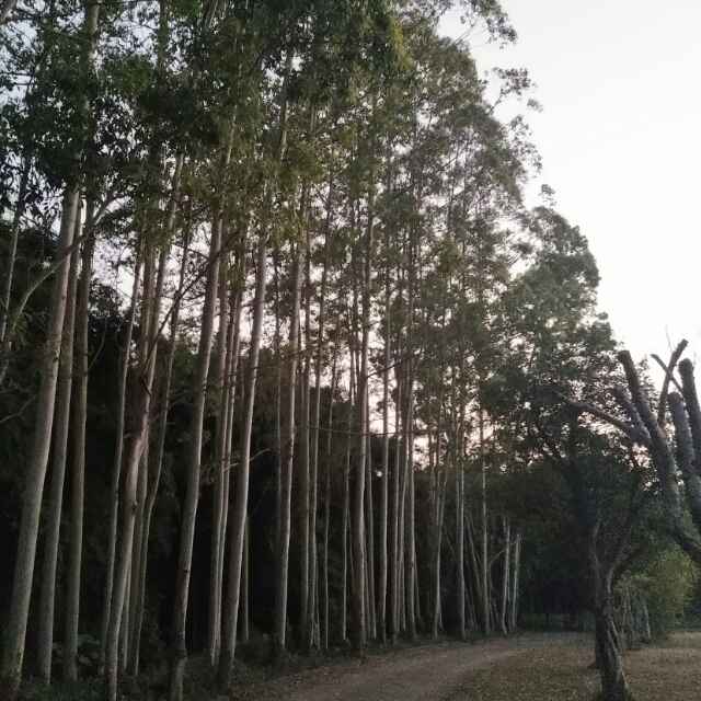 陈芳