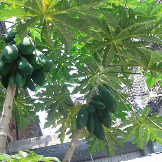 吴森