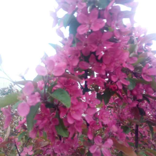芳草如茵
