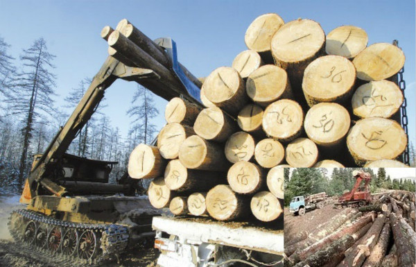 701亿36个大项目扎根青岛西海岸 将建北方最大木材交易中心  【木材圈