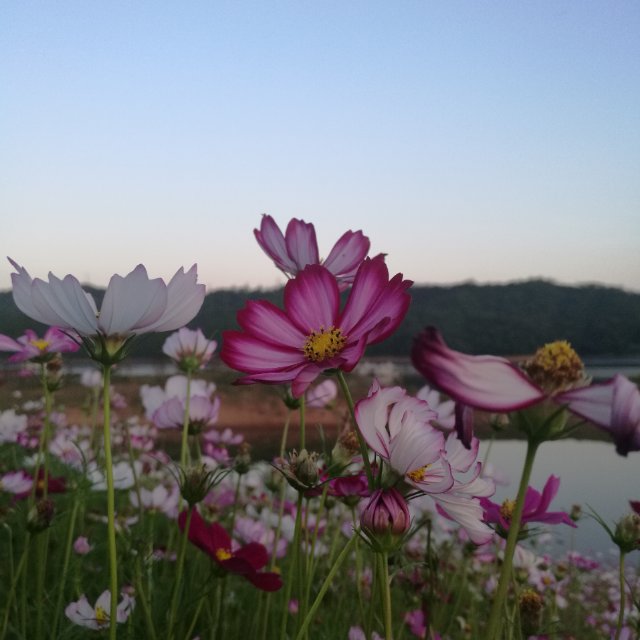 yuwei_1981
