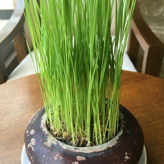 木男66
