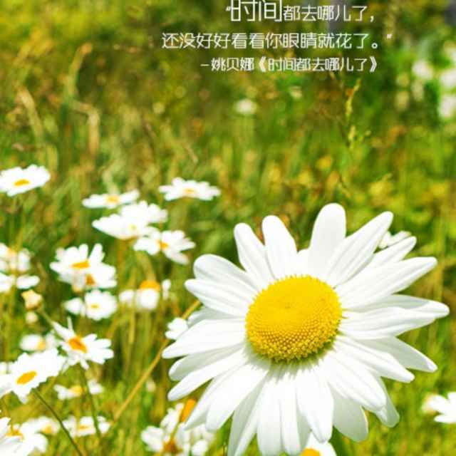 安康木产