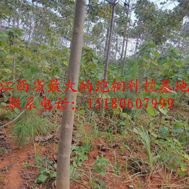 都昌诚信速生泡桐育苗基地