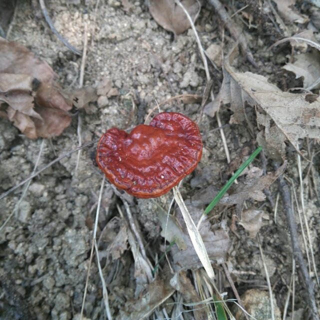 临沂。苏志金
