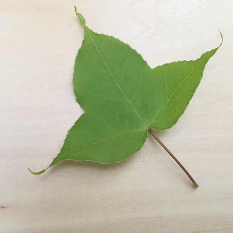 乌托邦的向日葵