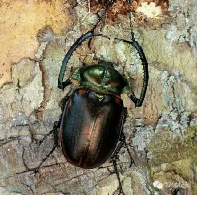 永久之爱
