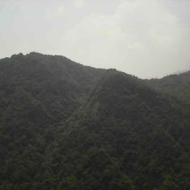 Free Forest