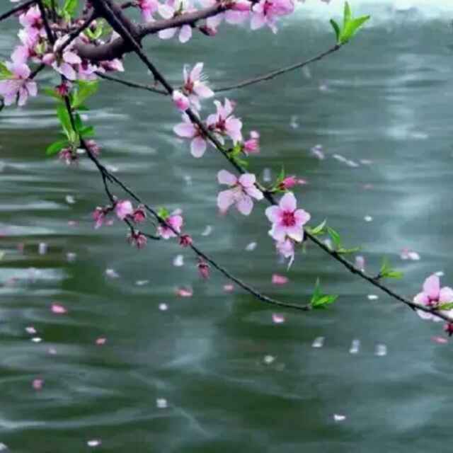 杨与世无争