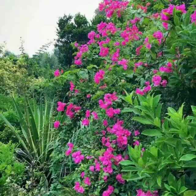 桃花依旧向阳红