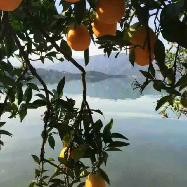 请你吃橙子