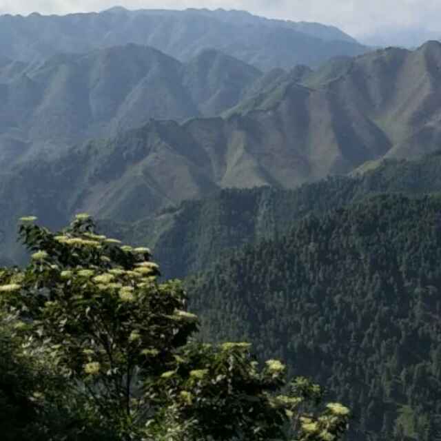 郑振健（何日庆）林秀木业