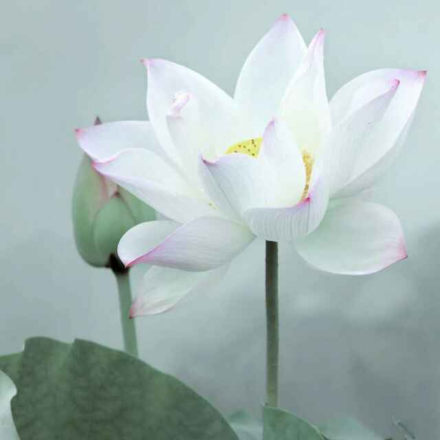 小曾木材