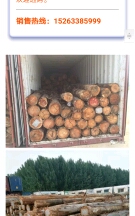 澳洲南美桉木供应商