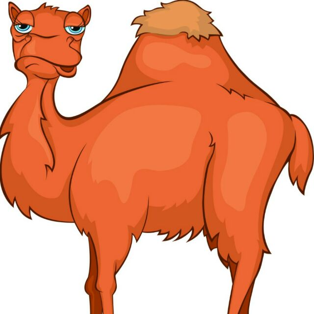 camel张