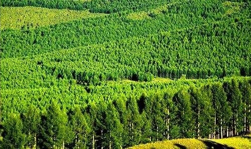 全国林业产业总值16年增长15.6倍 但"大而不强"【木材