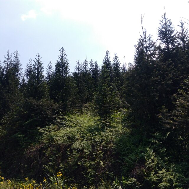 面对玌实