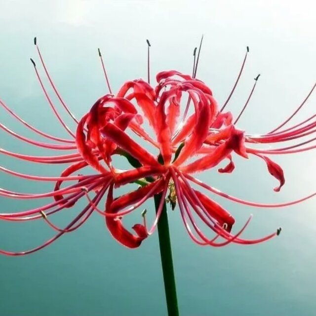 彼岸花开开彼岸