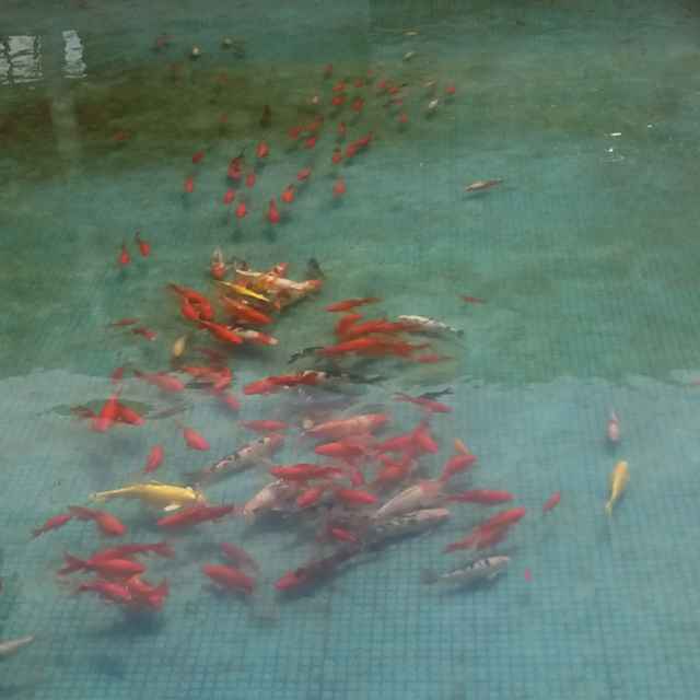 南阳 张二娃