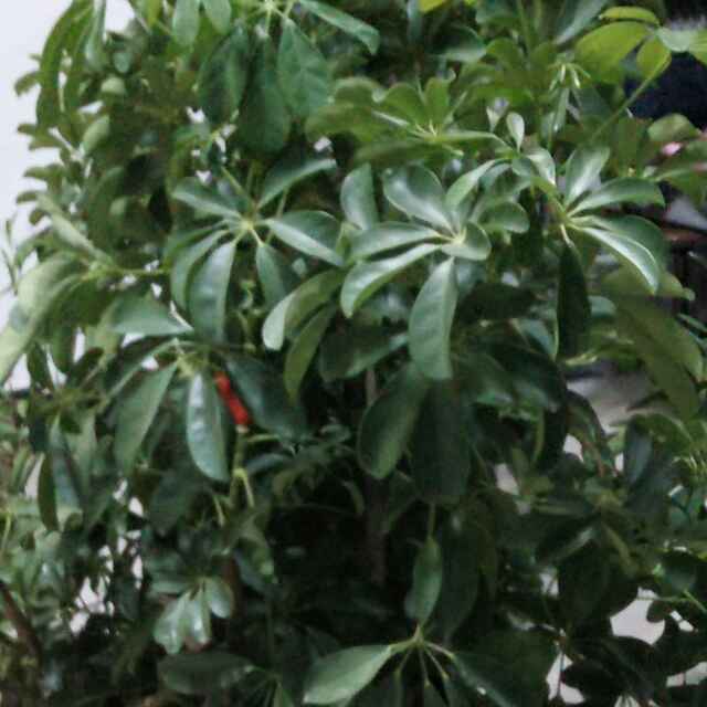 木材大海