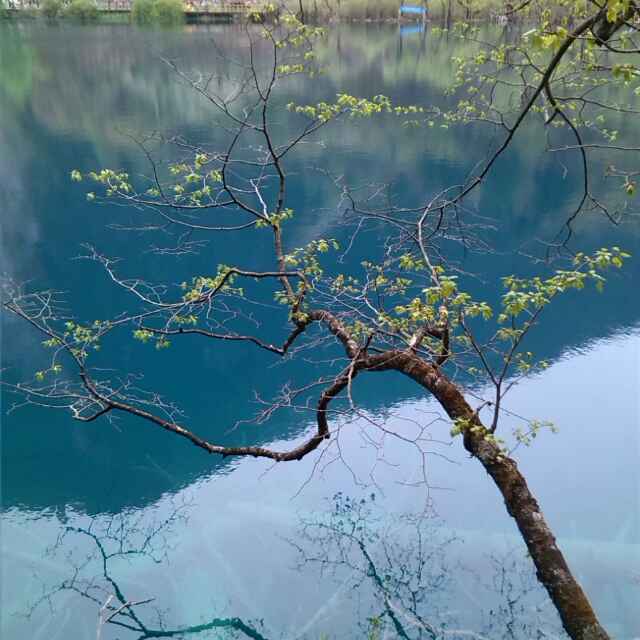 飘渺的木材
