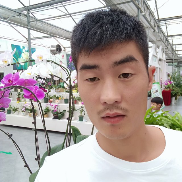 杨木夹心2.0