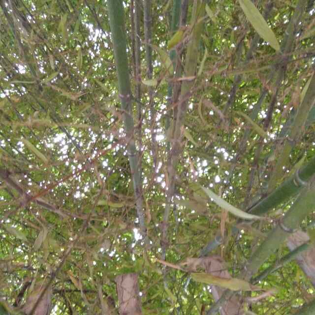 A捌零後