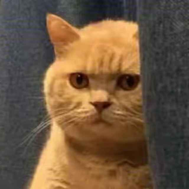 啊啊啊啊饼
