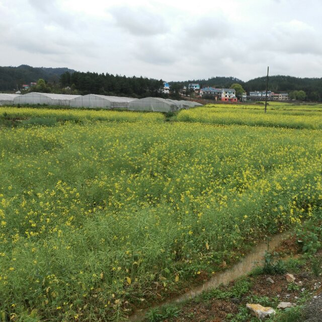 江西吉安小肖