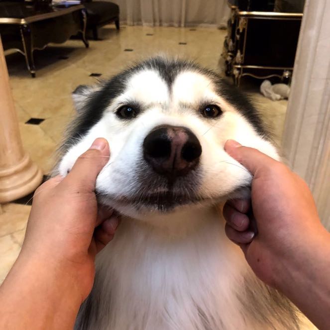维克托杨