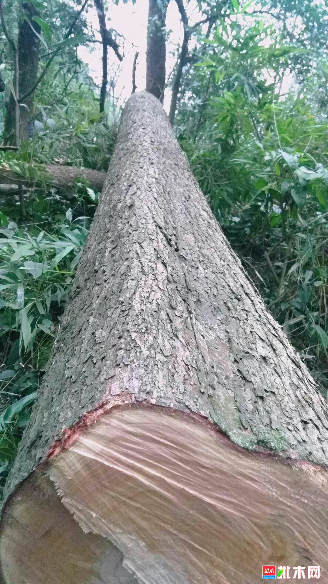 大量精品红椿木/香樟木