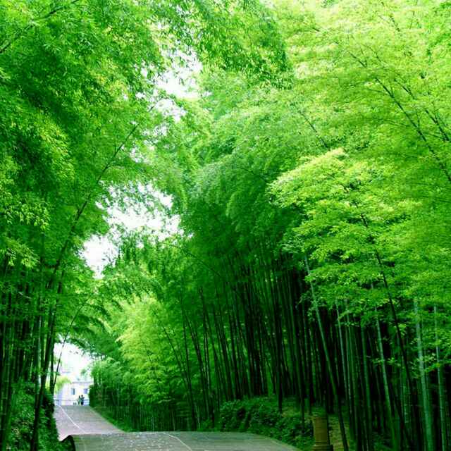 木有办法