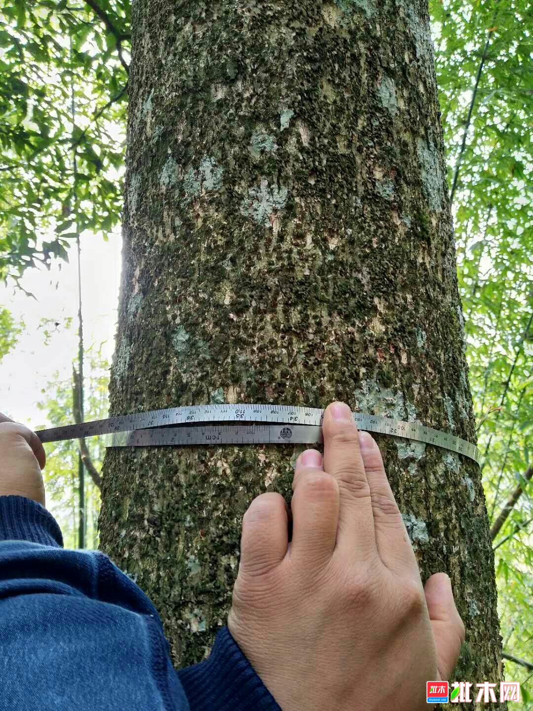 长期出售雅安小叶桢楠木,手续齐全,全是直径40厘米以上,尺寸可以定制