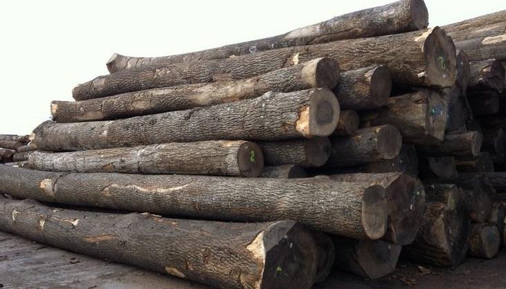 广东鱼珠国际木材市场国产原木类价格行情
