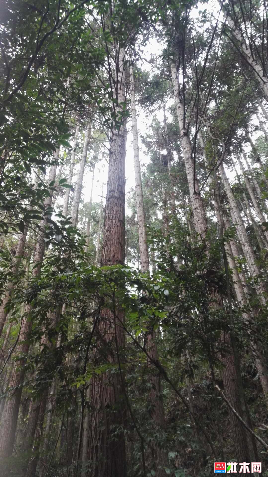 大量收购香杉木