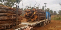 Lancewood