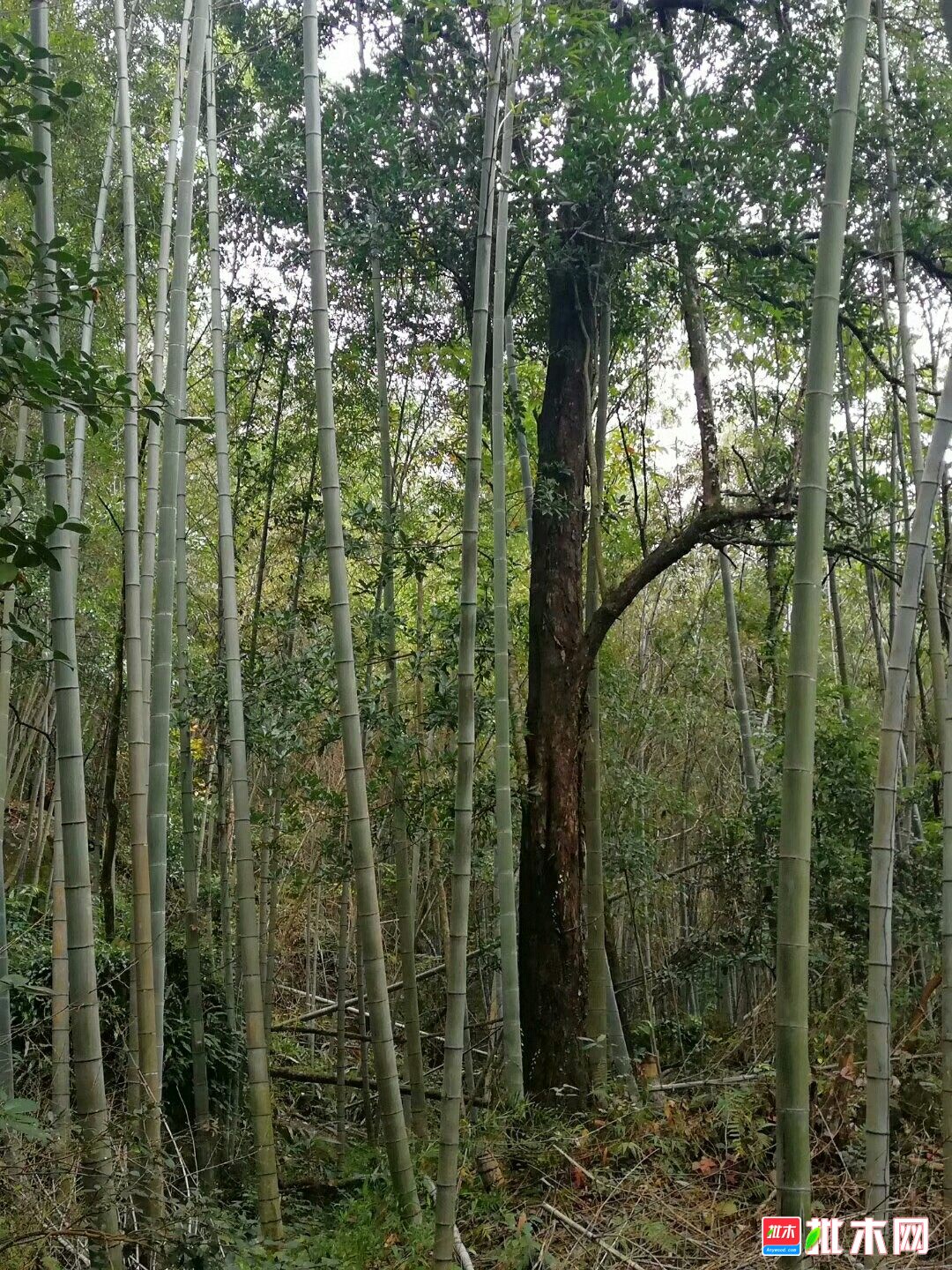 柞木,油柞木