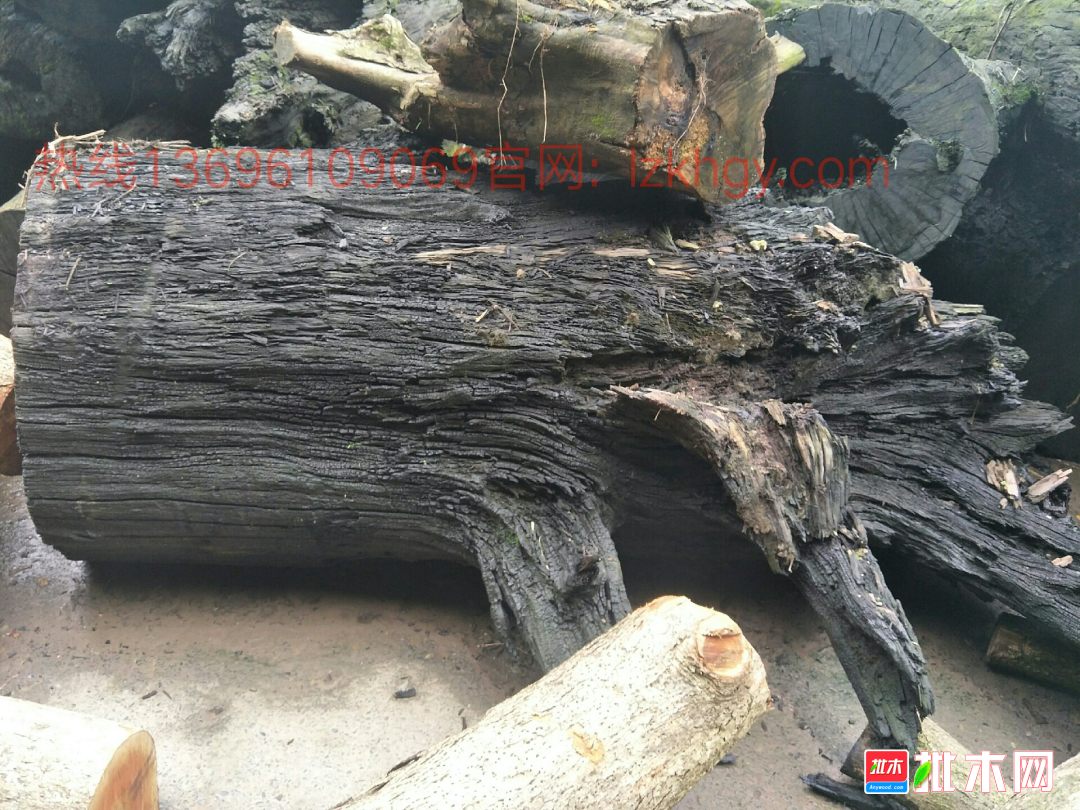 出售批发四川小叶桢楠阴沉木乌木金丝楠阴沉木乌木碳化木固化木原木园