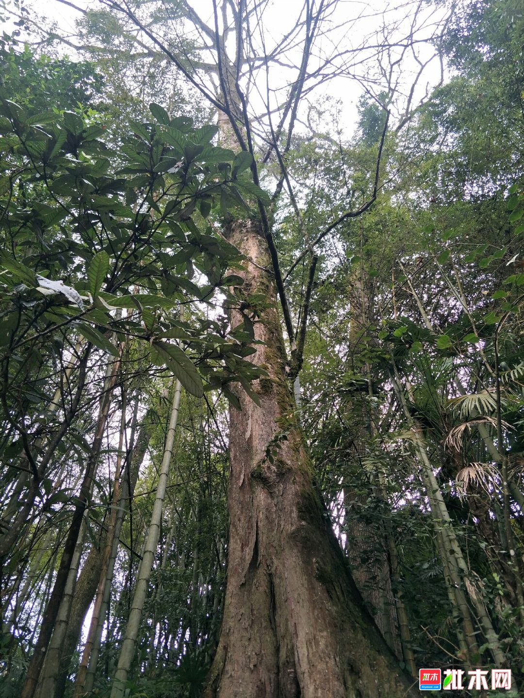 本人收购沙朗树,沙包树,红举木,有真实货原的联系,18908271335微信同