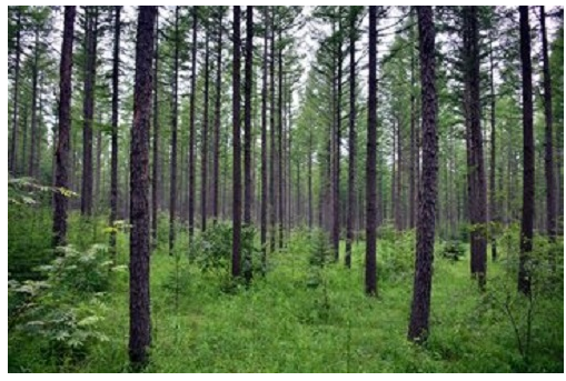 国家林业和草原局:计划2019年林产品进出口贸